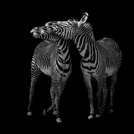 Zebras dance