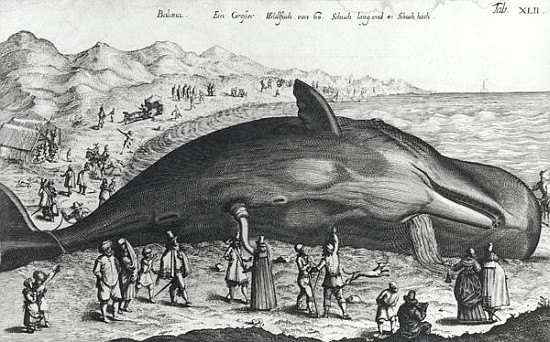 Dead whale from German School