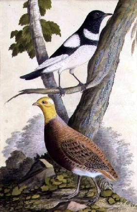 Black-Throated Thrush (Turdus ruficollis) and Partridge (Perdix perdix)