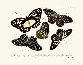 Butterflies