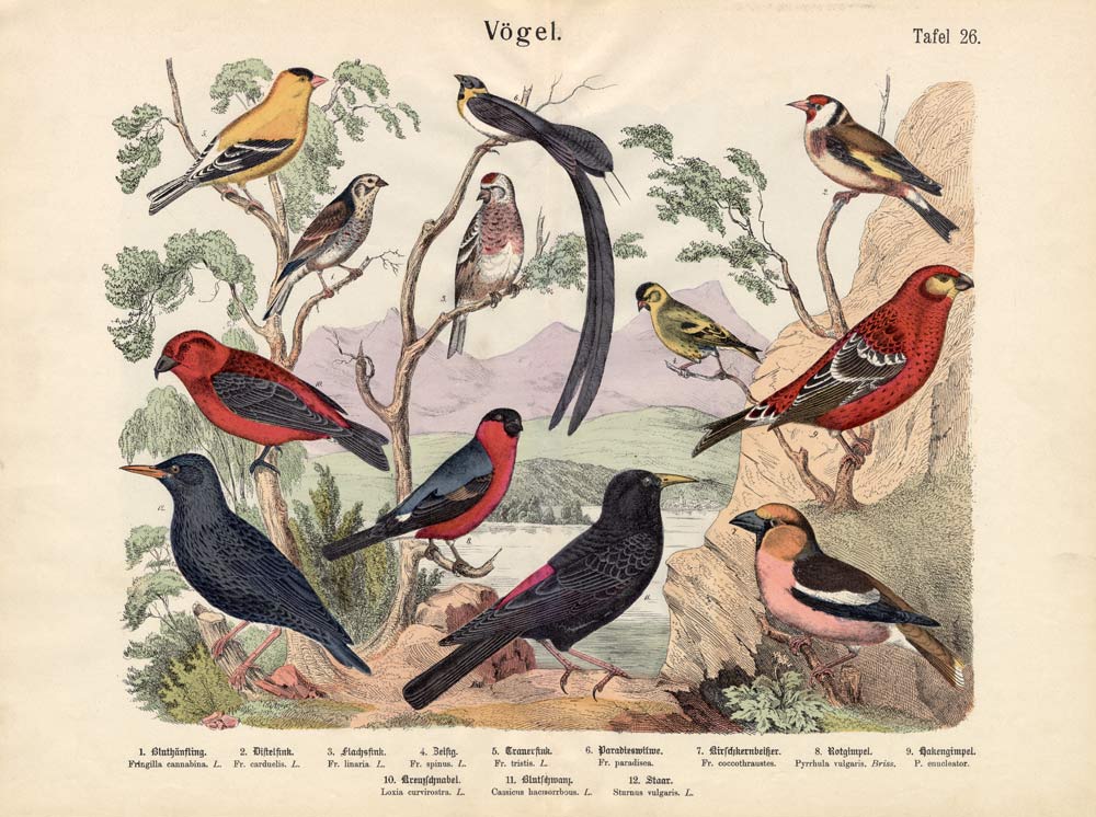 Birds, c.1860 from German School, (19th century)