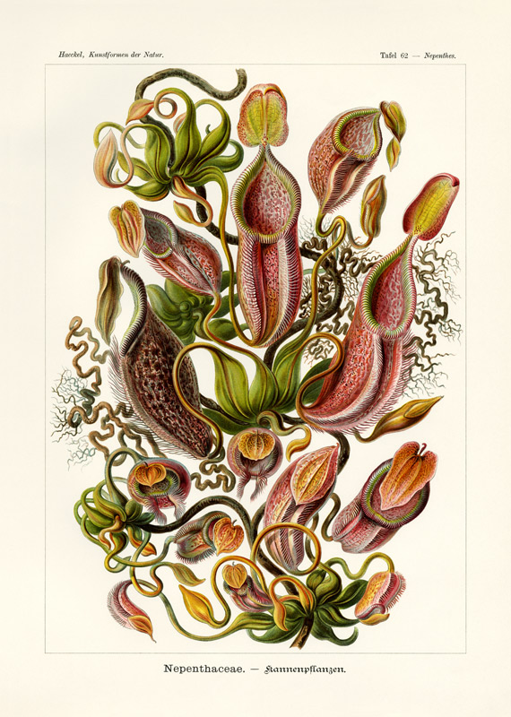 Nepenthaceae from German School, (19th century)