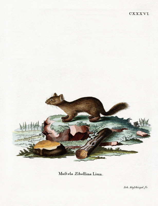 Sable from German School, (19th century)