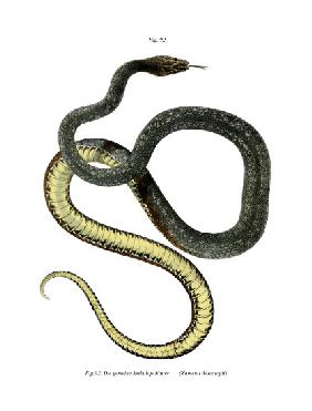 Aesculapean Snake