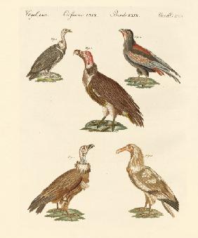 African and asiatic vultures