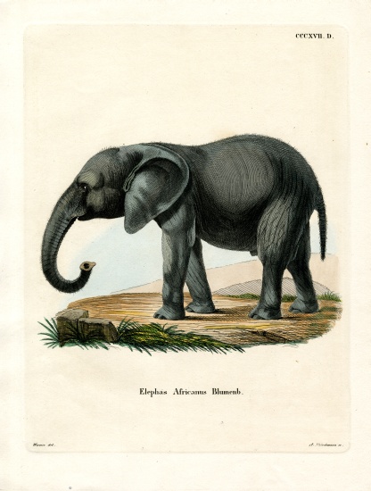 African Elephant from German School, (19th century)