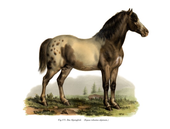 Alpine Horse from German School, (19th century)