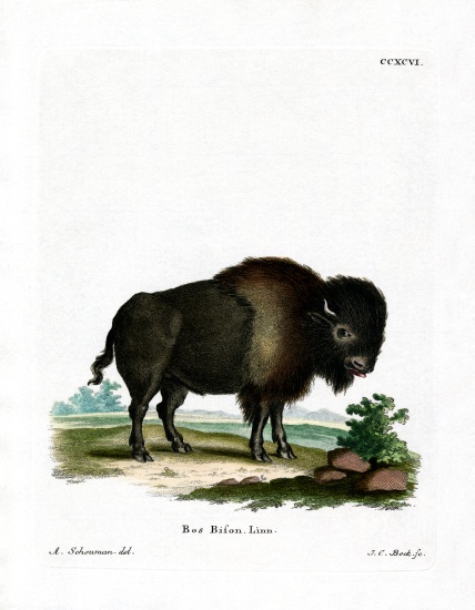 American Bison from German School, (19th century)