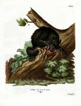 American Black Bear