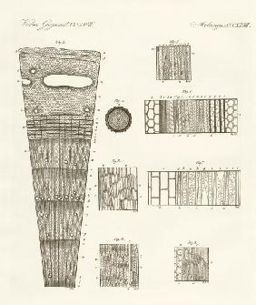 Anatomy of wood