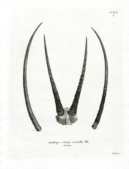 Arabian Oryx Horns from German School, (19th century)