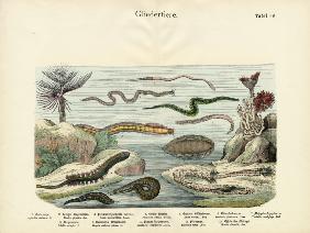 Arthropods, c.1860