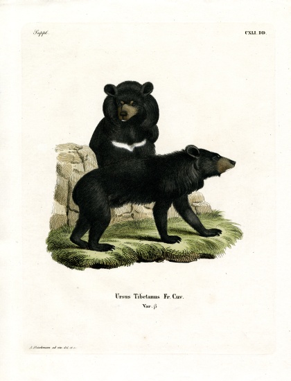 Asian Black Bear from German School, (19th century)