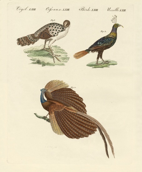 Asiatic birds from German School, (19th century)