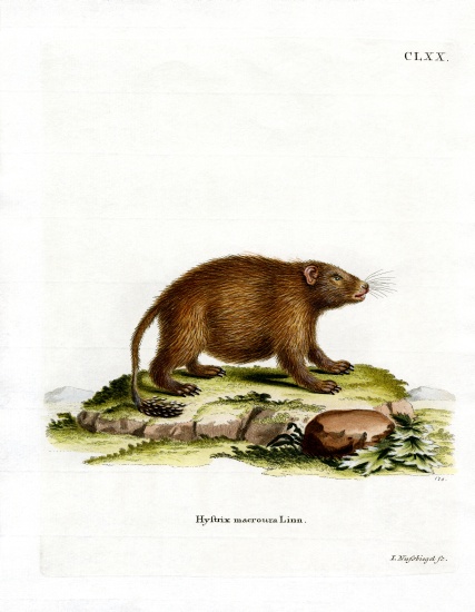 Asiatic Brush-tailed Porcupine from German School, (19th century)