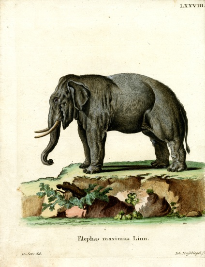 Asiatic Elephant from German School, (19th century)