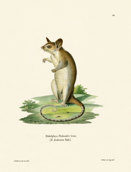 Bare-tailed Woolly Opossum from German School, (19th century)