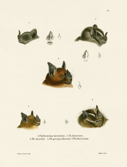 Bat Heads from German School, (19th century)