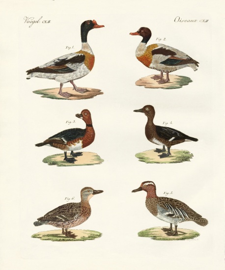 Beautiful ducks from German School, (19th century)