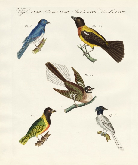 Beautiful foreign birds from German School, (19th century)