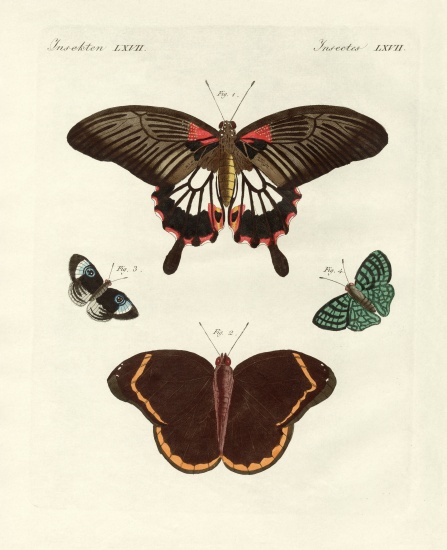 Beautiful foreign butterflies from German School, (19th century)