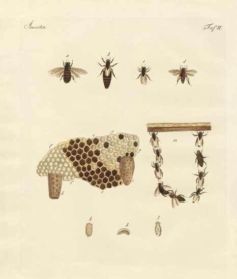 Bees from German School, (19th century)