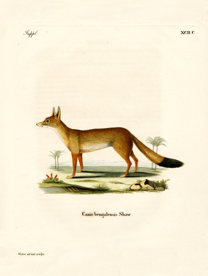 Bengal Fox from German School, (19th century)