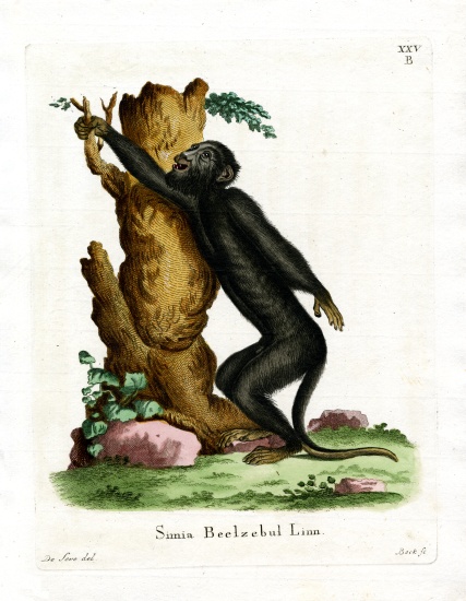 Black Howler from German School, (19th century)