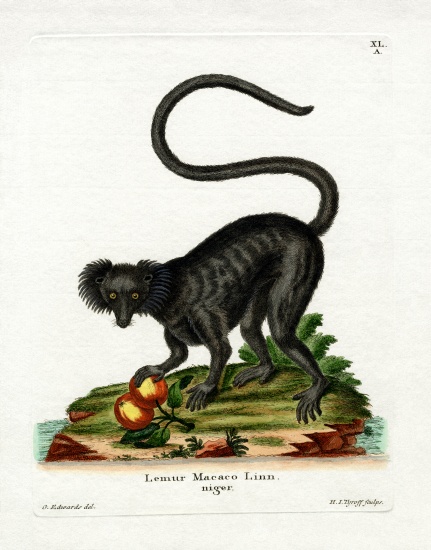 Black Lemur from German School, (19th century)