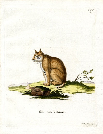 Bobcat from German School, (19th century)