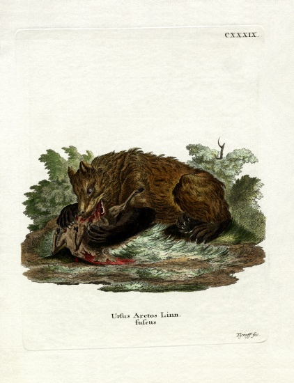 Brown Bear from German School, (19th century)