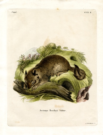 California Ground Squirrel from German School, (19th century)
