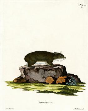 Cape Hyrax