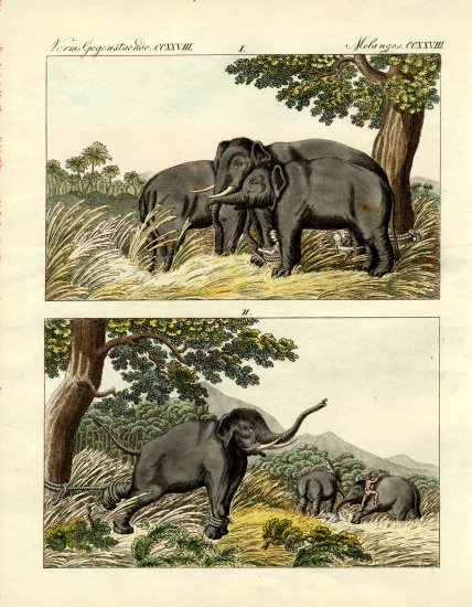 Capture of elephants by decoy elephant from German School, (19th century)