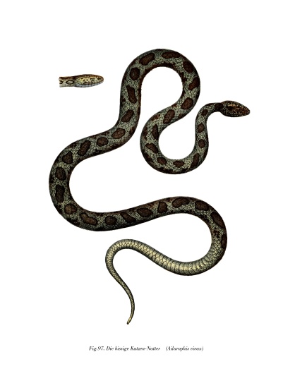 Cat Snake from German School, (19th century)