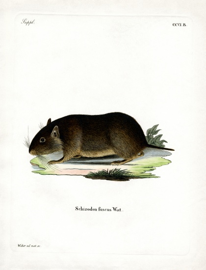 Chilean Rock Rat from German School, (19th century)