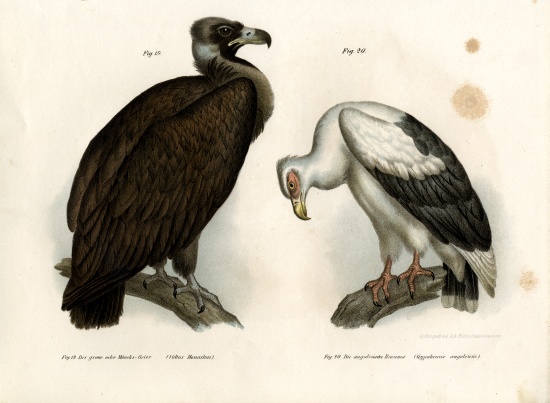 Cinereous Vulture from German School, (19th century)