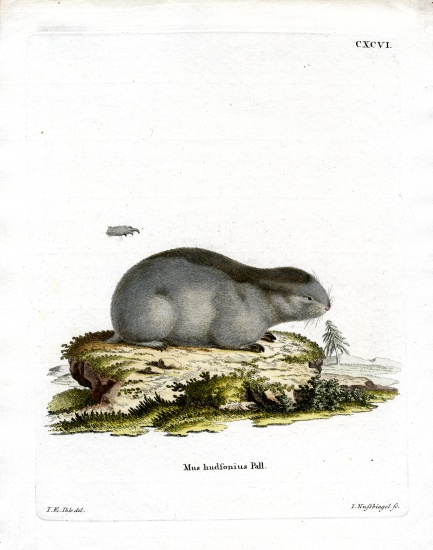 Collared Lemming from German School, (19th century)