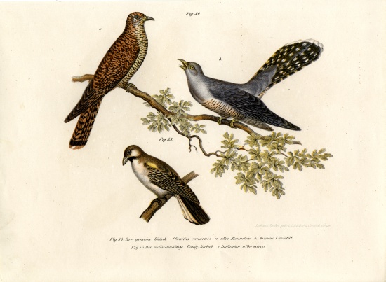 Common Cuckoo from German School, (19th century)