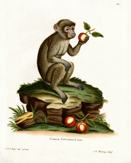 Common Macaque from German School, (19th century)