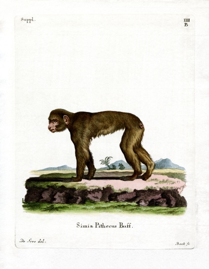 Common Macaque from German School, (19th century)