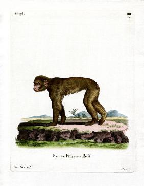 Common Macaque