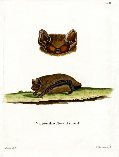 Common Noctule Bat from German School, (19th century)