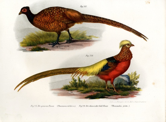 Common Pheasant from German School, (19th century)