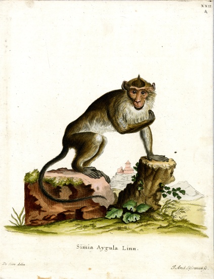Crab-eating Macaque from German School, (19th century)
