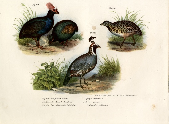 Crested Wood Partridge from German School, (19th century)