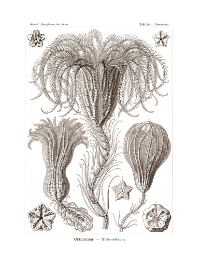 Crinoidea from German School, (19th century)