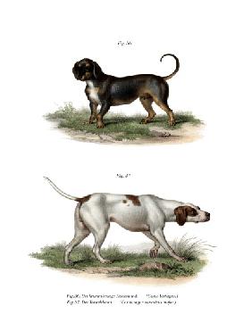 Dachshund