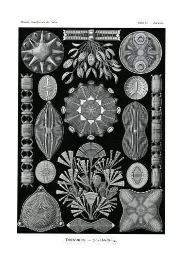Diatomea from German School, (19th century)