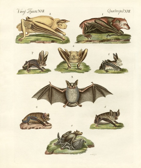 Different kinds of bats from German School, (19th century)